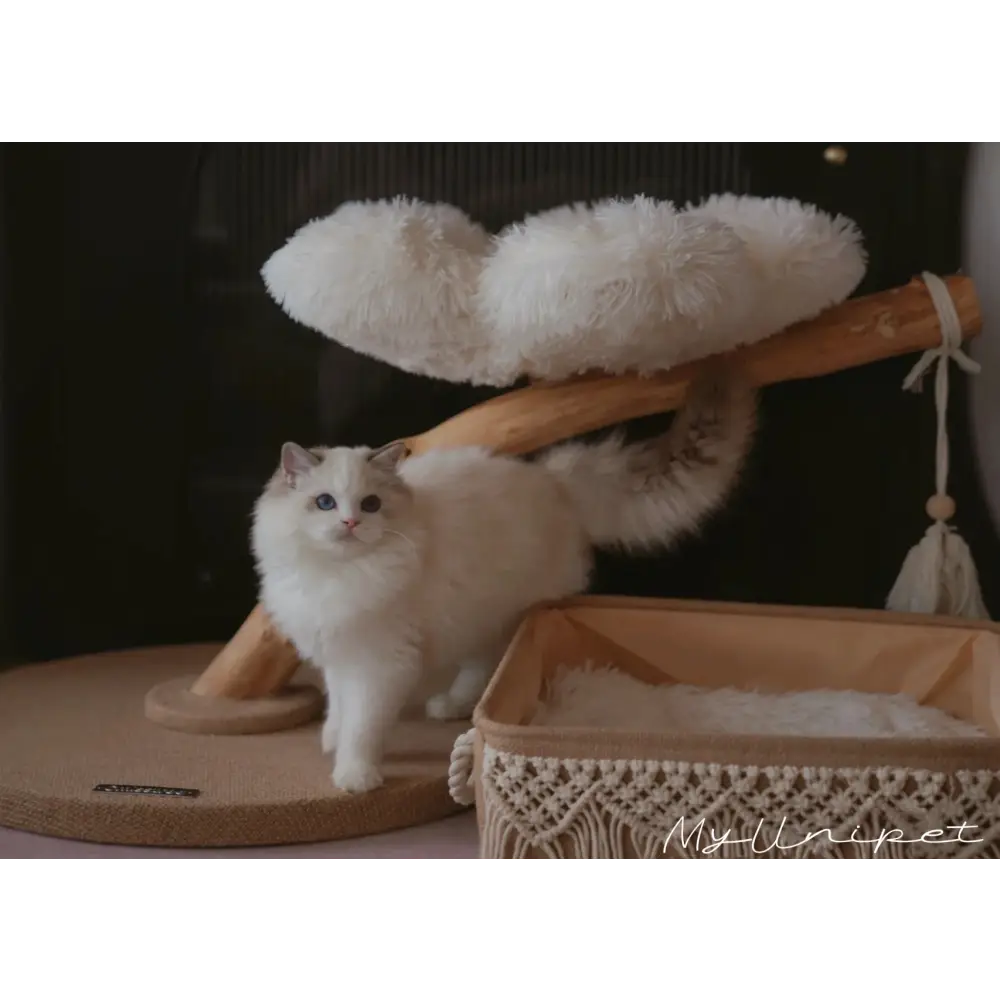 北欧マクラメ編みキャットベッド 天然麻 BOHOスタイル ハワイアン 南国 猫ねこ 猫ベッド/犬ベッド(翌日発送可能)