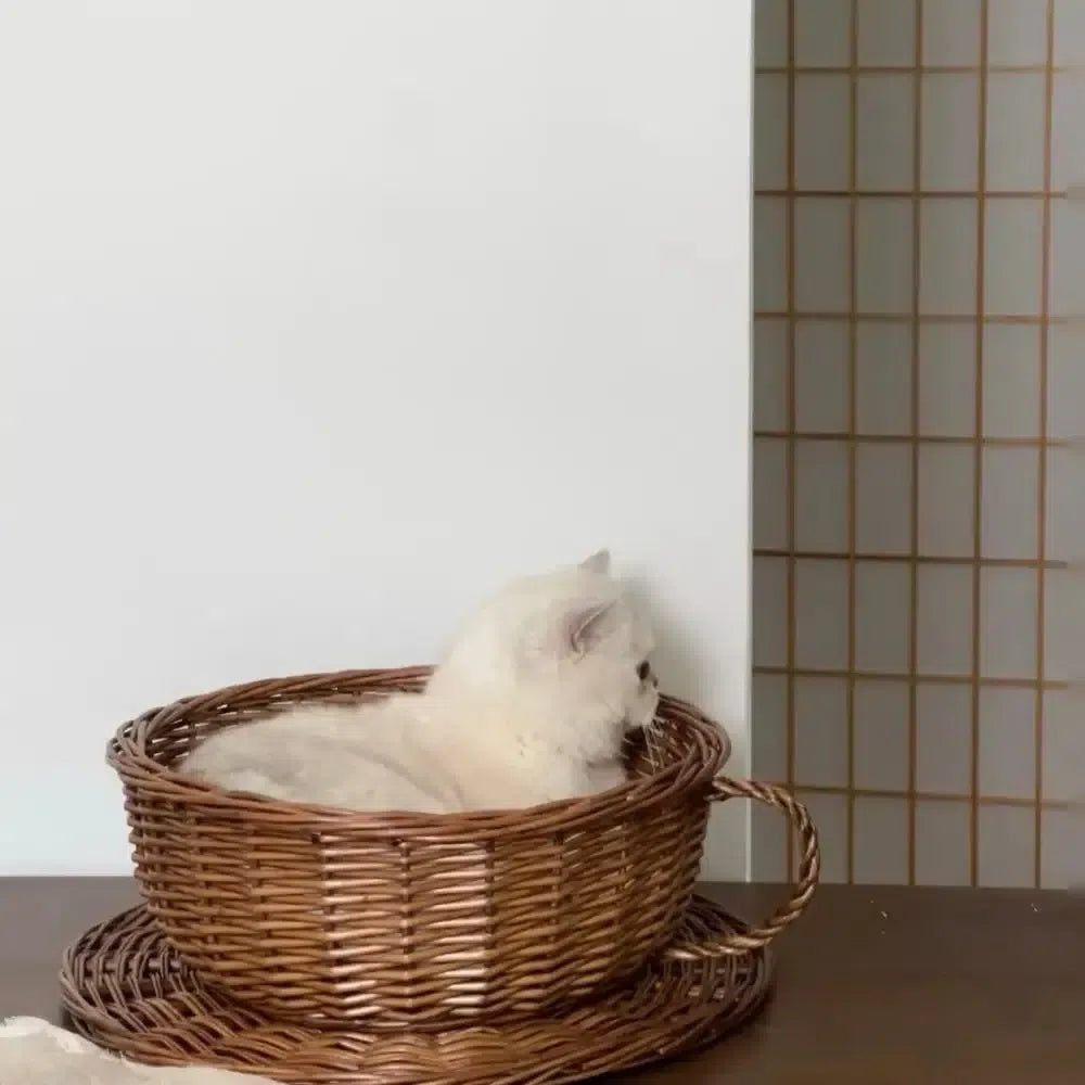 手編み猫用ラタンベッド 猫カフェ 天然籐 猫多頭飼い