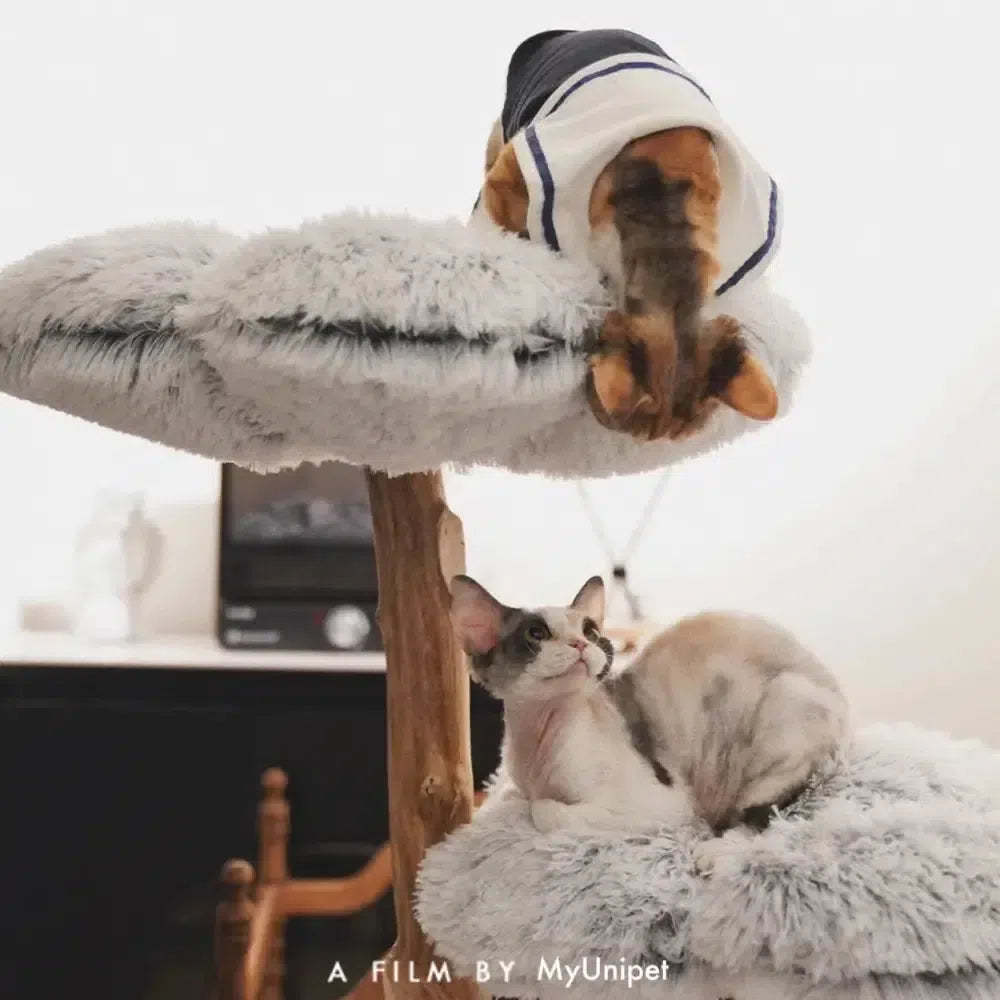 【雲にのる】多頭飼いでも安心!広々とした無垢材キャットタワーで仲良く遊ぶ猫たちの様子