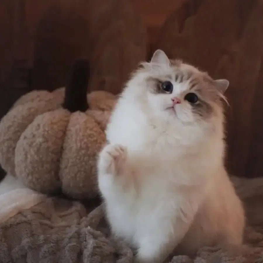 【ローマの休日】高級天然木製ペットベッド キャノピーベッド 猫用ベッド 犬用ベッド 高級ペット家具(受注製作)