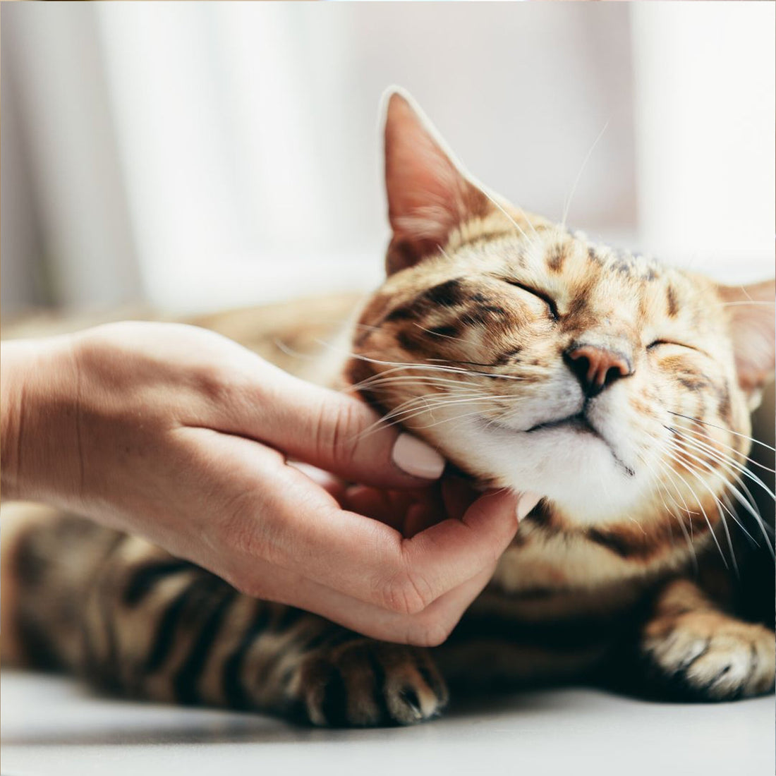 キャットタワーの最新トレンドと魅力的なデザイン