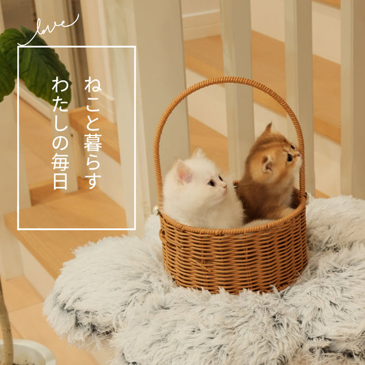 多頭飼いの悩みを解決！猫のストレス・掃除・省スペースを叶える方法とは