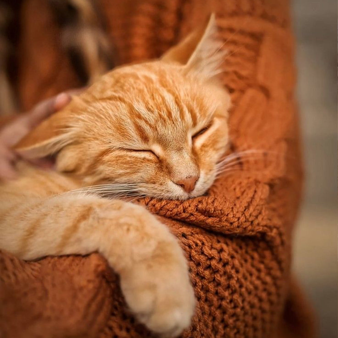 キャットタワーが多猫世帯にもたらす幸福 - 遊びと調和の秘訣