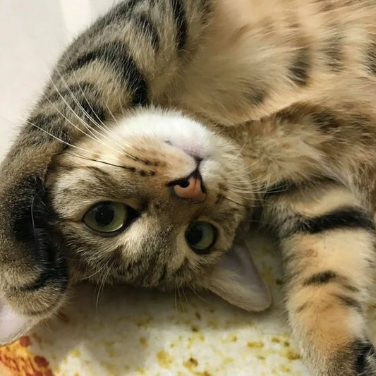 キャットタワーのお手入れ方法