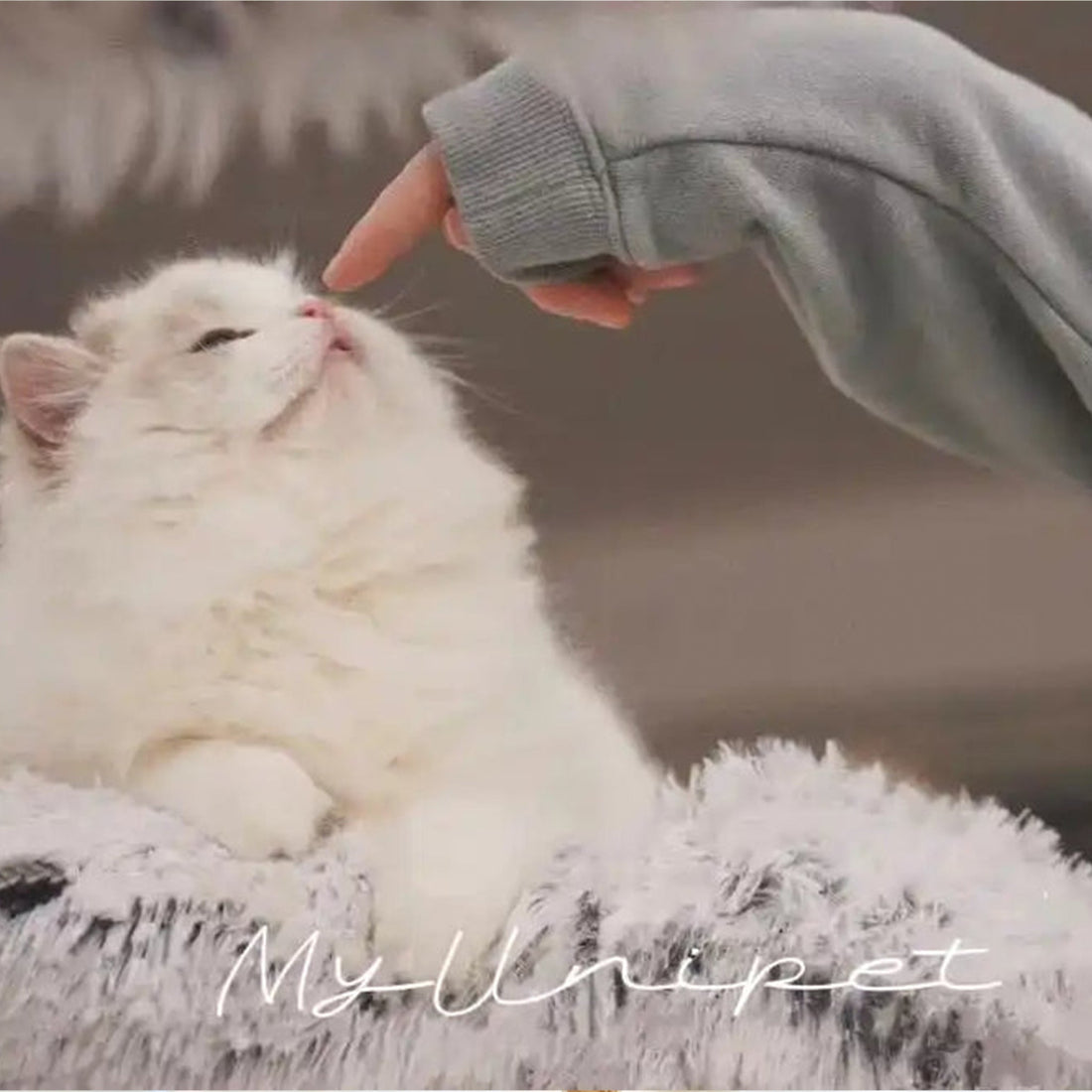 ペット家具の重要性と選び方ガイド