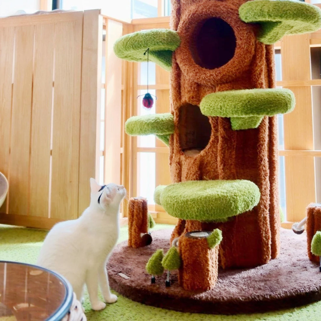 猫カフェ・ペットショップ向け！快適な猫空間を作る家具・レイアウトのコツ