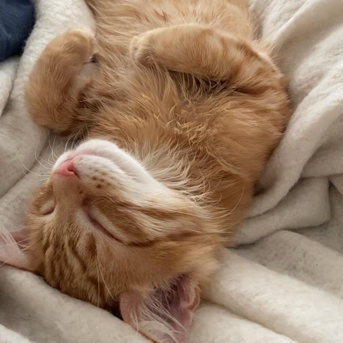 キャットタワーはいつから必要？猫の種類や性格に合ったキャットタワーの選び方