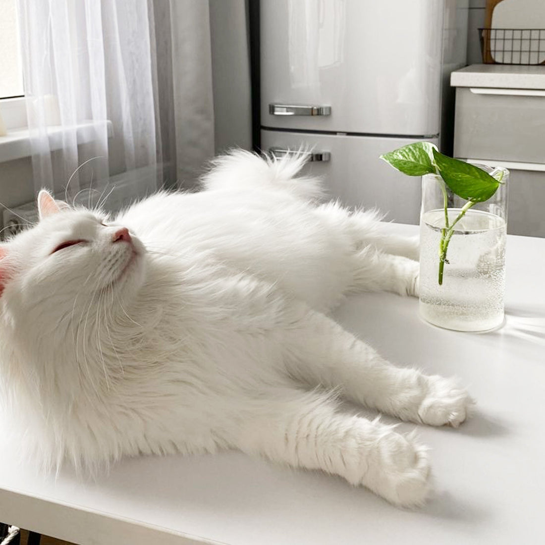 知らないと危険！猫がストレスを感じる家の特徴と解決策