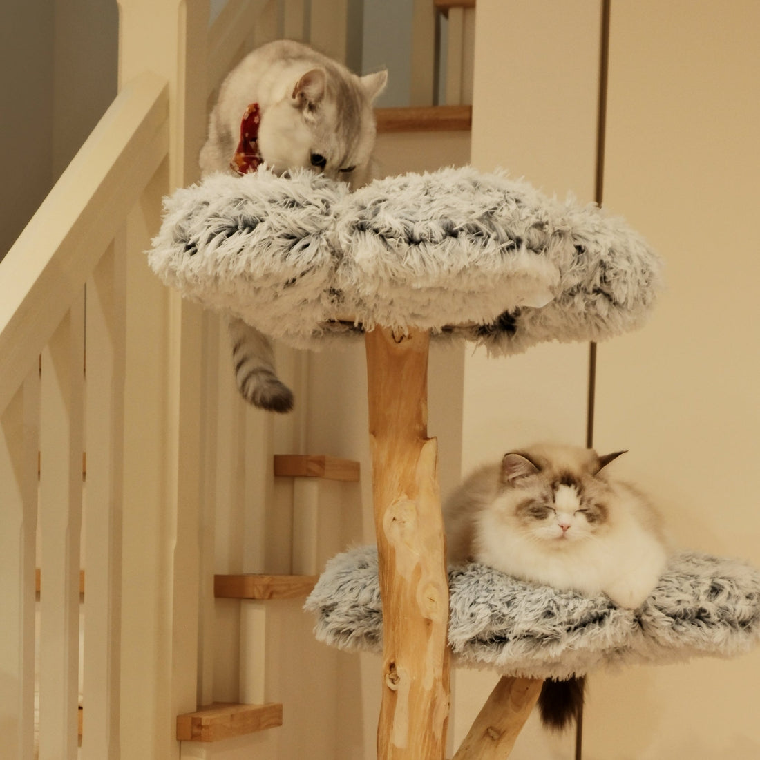 キャットタワーが必要？キャットタワーの選び方をご紹介