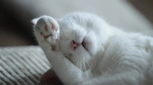 キャットタワーはいつから必要？猫の種類や性格に合ったキャットタワーの選び方