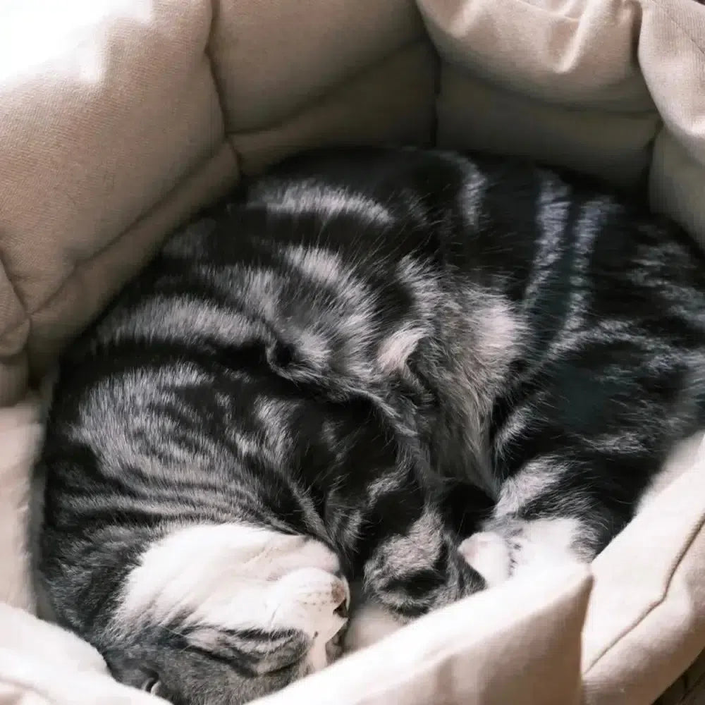 北欧風手編み猫ベッド/犬ベッド 天然素材 ペットベッド 北欧風手編み猫ベッド/犬ベッド 天然素材 ペットベッド