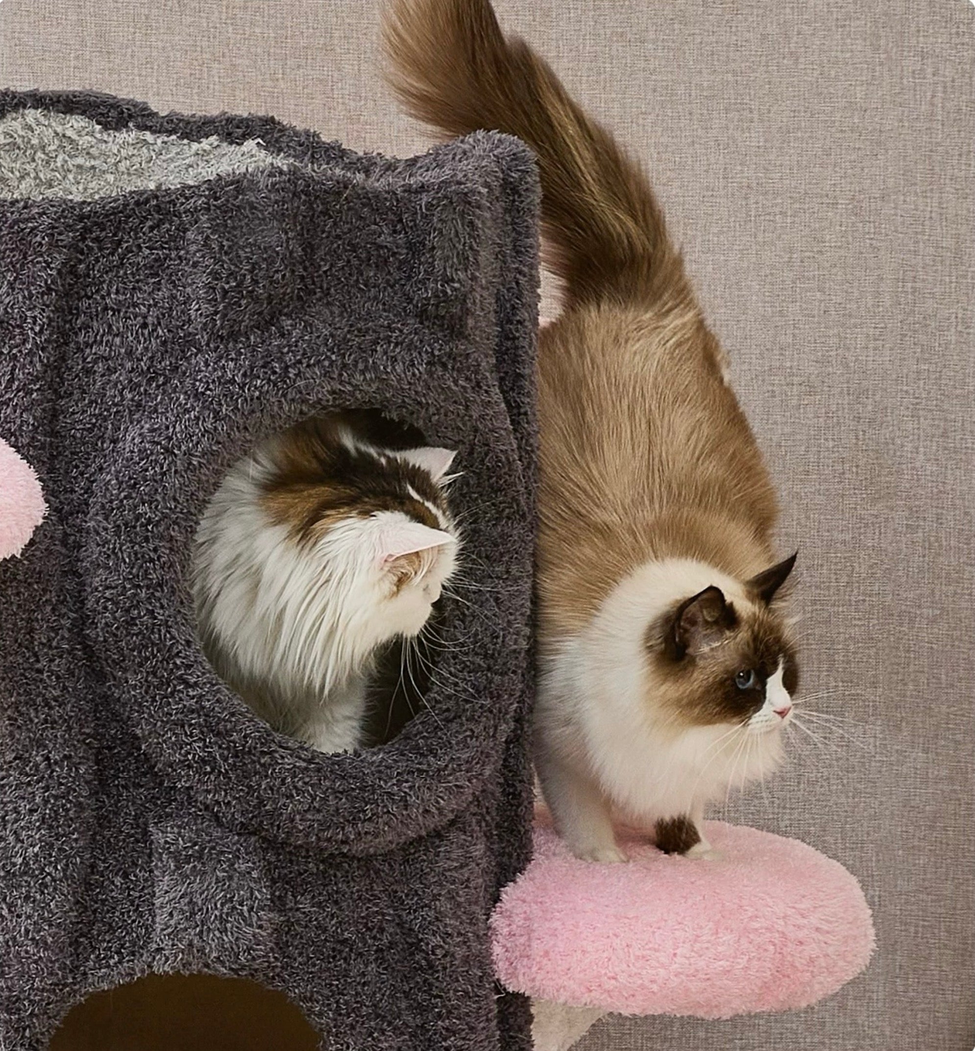 桜にのる】高級キャットタワー｜大型猫・多頭飼いにおすすめ｜通天