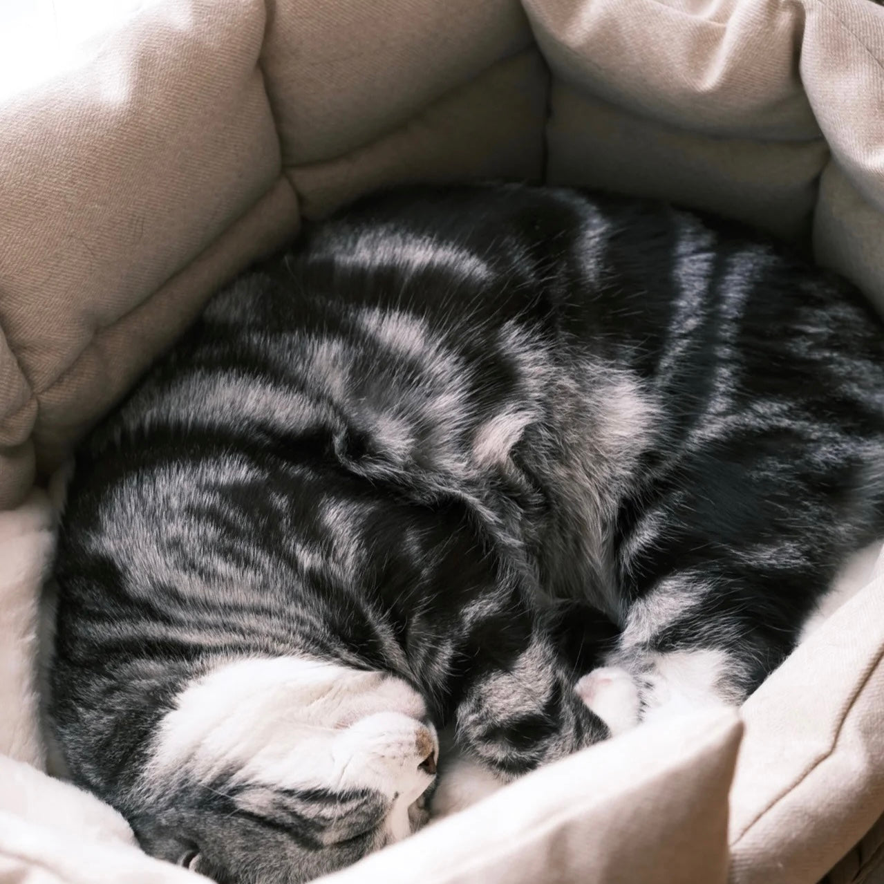 北欧風手編み猫ベッド/犬ベッド 天然素材 ペットベッド　クッション付き