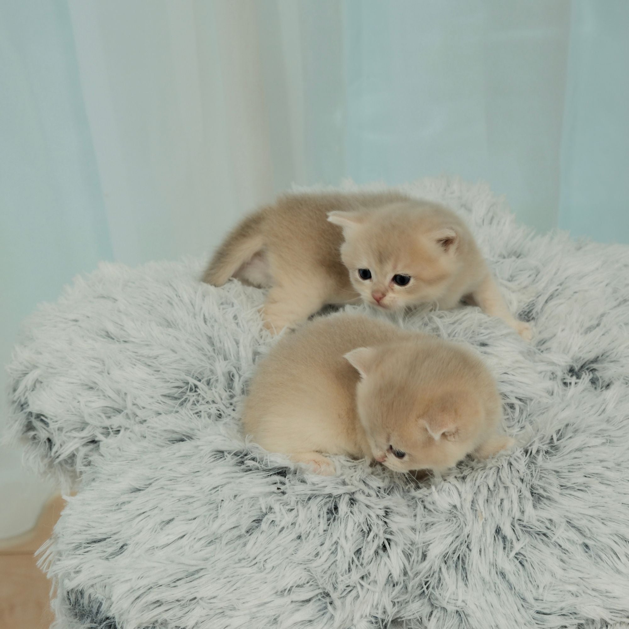 雲にのる】 3段無垢材天然木キャットタワー (翌営業日発送可能 雲にのる】 3段無垢材天然木キャットタワー (翌営業日発送可能